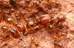 Pheidole tepicana