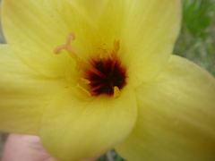 Zephyranthes araucana