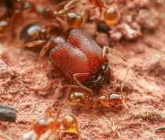 Pheidole tepicana