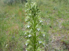Chloraea cylindrostachya