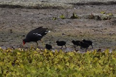 Gallinula galeata