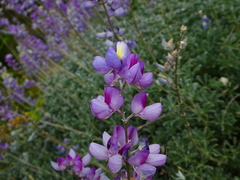 Lupinus paynei