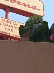 Turdus rufopalliatus