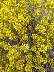 Vella pseudocytisus
