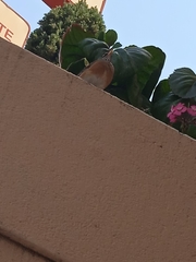 Turdus rufopalliatus