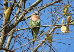 Psittacula alexandri