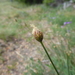 Carex aphylla - Photo 由 danplant 所上傳的 (c) danplant，保留部份權利CC BY-NC