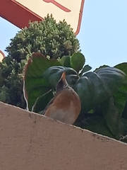 Turdus rufopalliatus