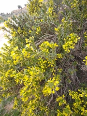 Vella pseudocytisus