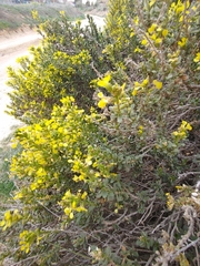 Vella pseudocytisus