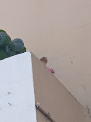 Turdus rufopalliatus