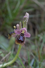 Ophrys × heraultii