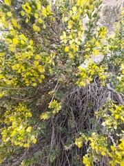 Vella pseudocytisus