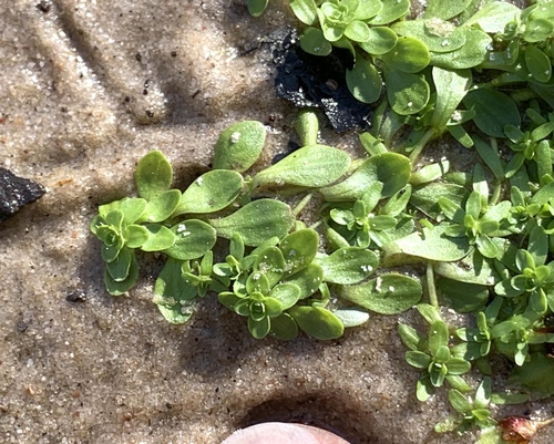 Twoheaded water-starwort (Callitriche heterophylla)