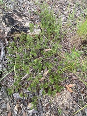 Melichrus urceolatus