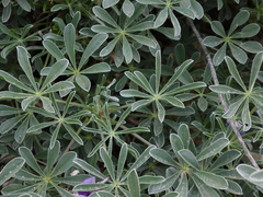 Lupinus paynei