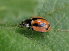 Coccinella miranda