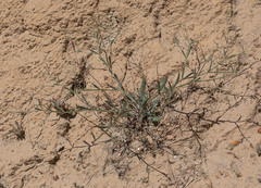 Eriogonum angulosum