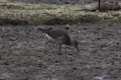 Tringa flavipes