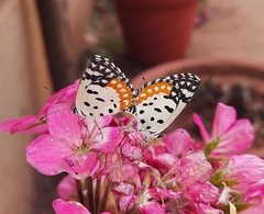 Talicada nyseus nyseus