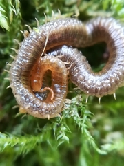 Henia vesuviana