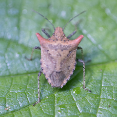 Euschistus cornutus