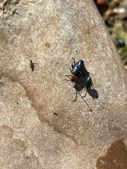 Disonycha triangularis