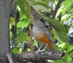 Turdus rufiventris