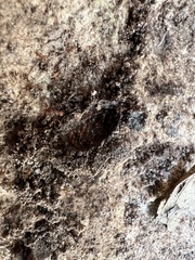 Strumigenys arizonica