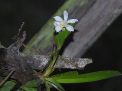 Maxillaria lutescens