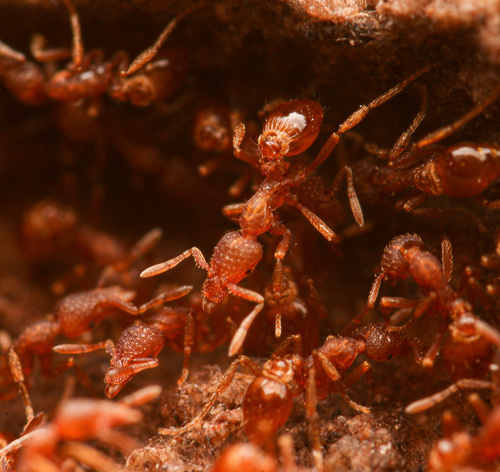 Strumigenys arizonicaStrumigenys arizonica