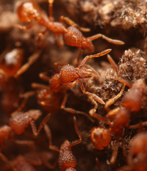 Strumigenys arizonica