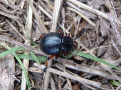 Timarcha calceata