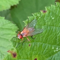 Achanthiptera rohrelliformis