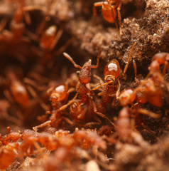 Strumigenys arizonica