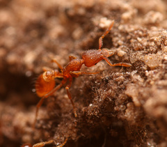 Strumigenys arizonica