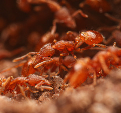 Strumigenys arizonica