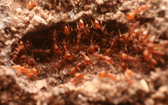 Strumigenys arizonica