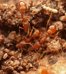 Strumigenys arizonica