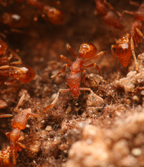 Strumigenys arizonica