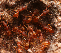 Strumigenys arizonica