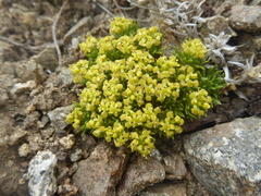 Azorella nivalis