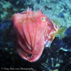 Sepia mestus