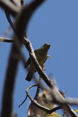 Euphonia affinis