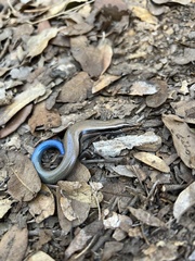 Plestiodon callicephalus