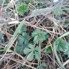 Potentilla incana