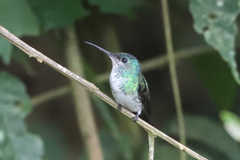 Chrysuronia oenone