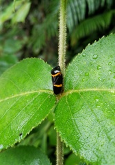 Cosmoscarta abdominalis