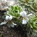 Viola dasyphylla - Photo (c) danplant, algunos derechos reservados (CC BY-NC), subido por danplant
