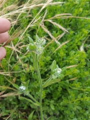 Cryptantha leiocarpa